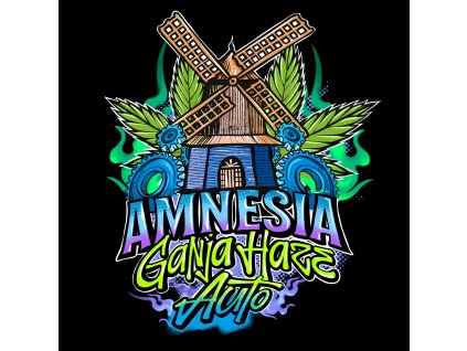 Sumo Seeds Amnesia Ganja Haze Auto feminizovaná autoflowering