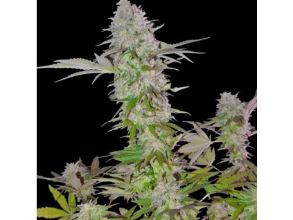 Sumo Seeds Sweet Harlem Diesel regulérní
