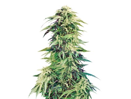 sumo seeds super hindu kush
