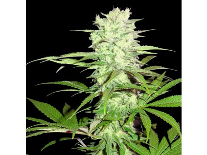 Sumo Seeds Thunderstruck feminizovaná