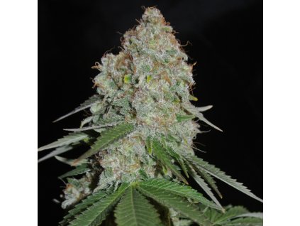 Sumo Seeds White Widow Original feminizovaná