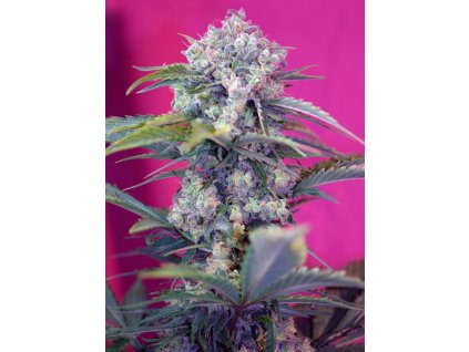 Sweet Seeds Auto Cream Mandarine XL feminizovaná autoflowering