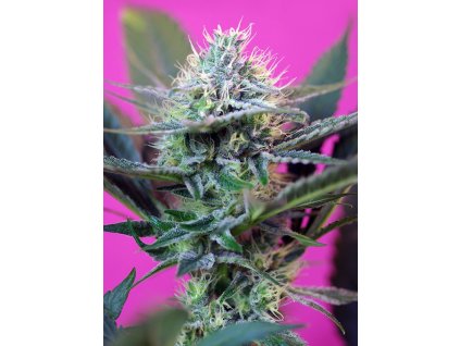Sweet Seeds Auto + Speed feminizovaná autoflowering