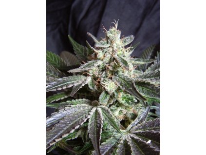 Sweet Seeds Black Jack feminizovaná