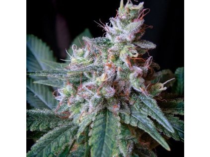 Sweet Seeds Cream Caramel, feminized