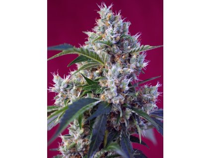 Sweet Seeds Indigo Berry Kush feminizovaná