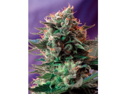 Sweet Seeds Jack 47 feminizovaná