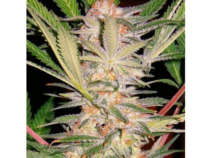 Sweet Seeds S.A.D. Sweet Afgani Delicious S1 feminized