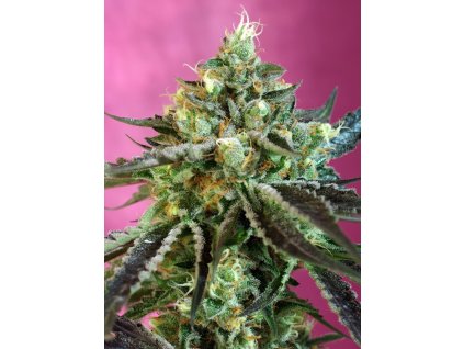 Sweet Seeds Nurse Auto CBD feminizovaná autoflowering