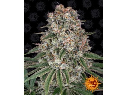Barney´s Farm Tropicanna Banana feminizovaná