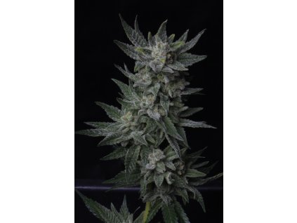 T.H. Seeds Auto Bubblegum feminizovaná autoflowering auto