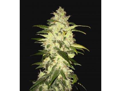 Chocolate Chunk fem T.H. Seeds Chocolate Chunk feminizovaná