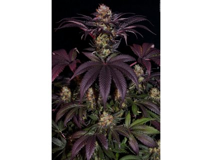 T.H. Seeds French Macaron (Gelato33 x French Cookies) feminizovaná