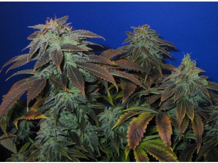 Heavy Duty fruity2 T.H. Seeds Heavy Duty Fruity regulérní
