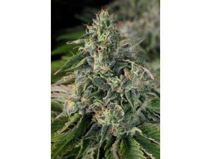 cbd sage T.H. Seeds La S.A.G.E. CBD feminizovaná