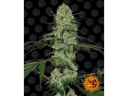 Barney´s Farm Tangerine Dream Auto feminizovaná autoflowering