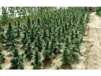 T.H. Seeds Auto Northern HOG feminizovaná autoflowering