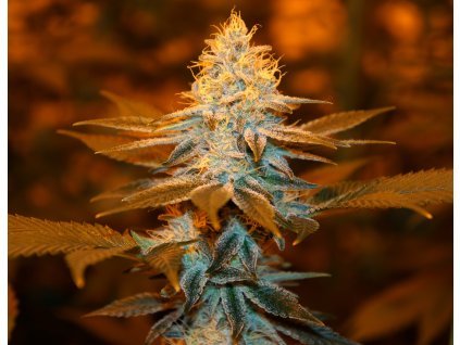Strawberry Glue T.H. Seeds Strawberry Glue feminizovaná