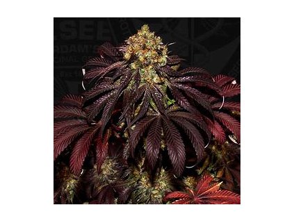 T.H. Seeds Stracciatella, feminized