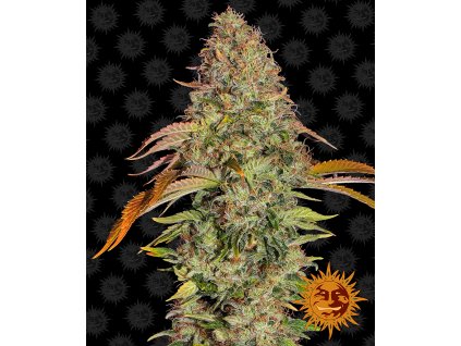 Barney´s Farm Zkittlez OG Auto feminizovaná autoflowering