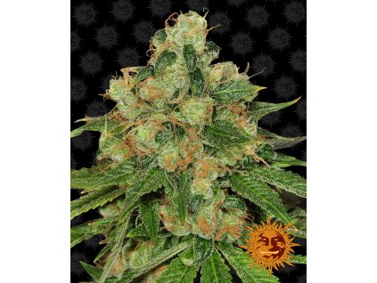 Barney´s Farm CBD Caramel regulérní