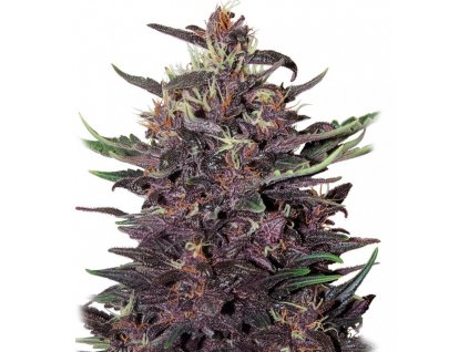 Buddha Seeds Buddha Purple Kush, feminizovaná autoflowering