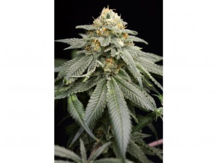9667 1 humboldt seeds organization purple matcha feminizovana semena marihuany 10ks