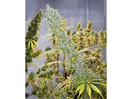 label holysmoke