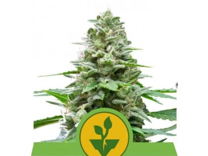Zachycení webu 26 1 2023 131858 www.royalqueenseeds.com