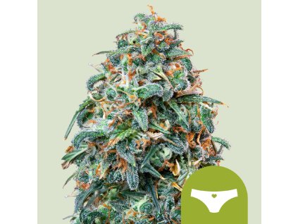Auto Sherbet Queen