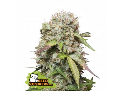 Seedstockers Jack Herer Auto