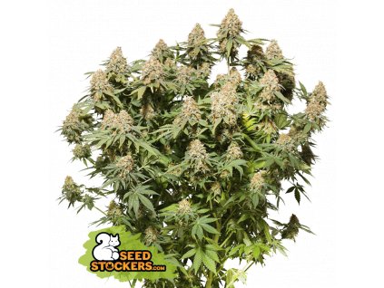 Seedstockers MOBY DICK Feminized
