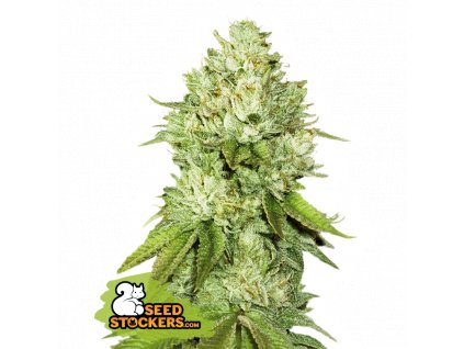 Seedstockers pineapple feminized