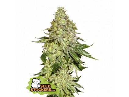 Seedstockers Sherbet Feminized