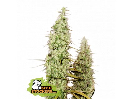 Seedbank Santa Marta Haze Auto