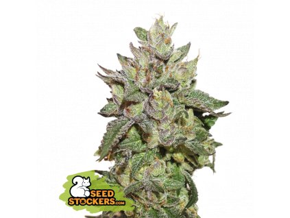 Seedstocker Wedding Cake Feminized