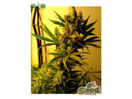 CBD Crew CBD SharkShock feminizovaná