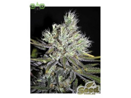CBD Crew CBD Sweet and Sour Widow regulérní