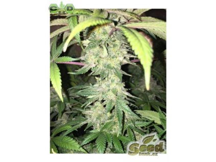 CBD Crew CBD Yummy feminizovaná