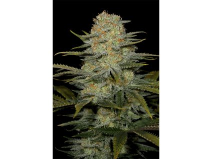 Dinafem Amnesia CBD feminizovaná
