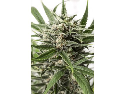 Dinafem Blue Amnesia XXL Auto feminizovaná autoflowering