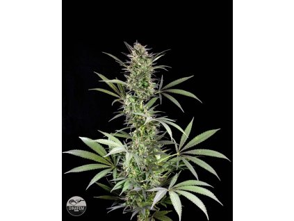 Dinafem Blue Fruit feminizovaná