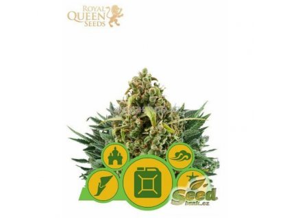 Royal Queen Seeds semena konopi samonakvetaci outdoor mix