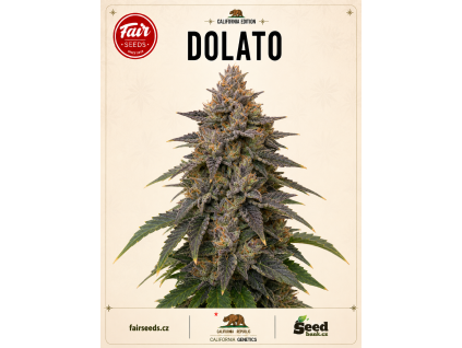 Dolato bud