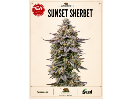 Sunset Sherbet bud