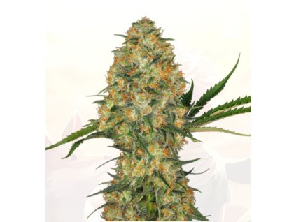 sensi seeds hindu kush feminized