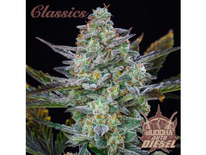buddha auto diesel (1)