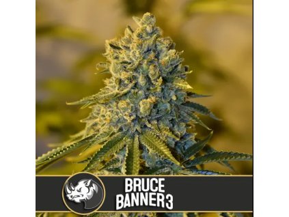 Blimburn Seeds Bruce Banner 3, feminizovaná