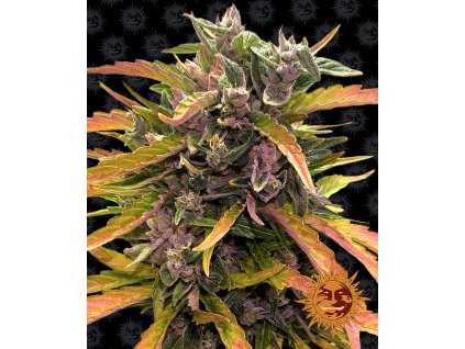 gorilla glue auto barney farm