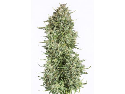 Dinafem Blue Kush Auto feminizovaná autoflowering